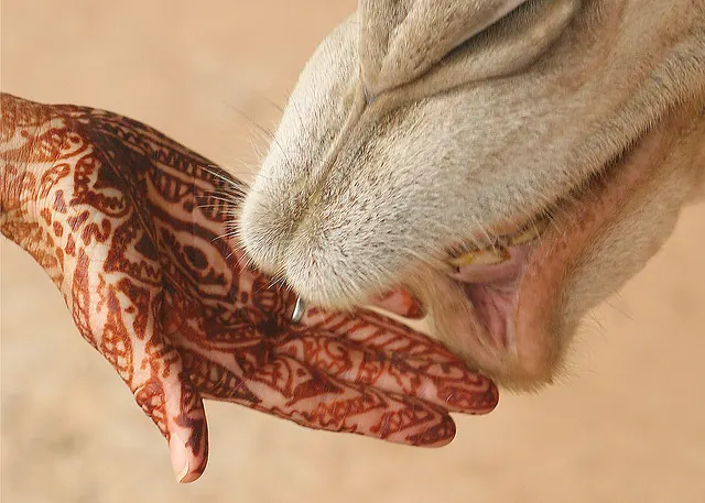Ecotourism Morocco - Experience the most Exotic place on earth
