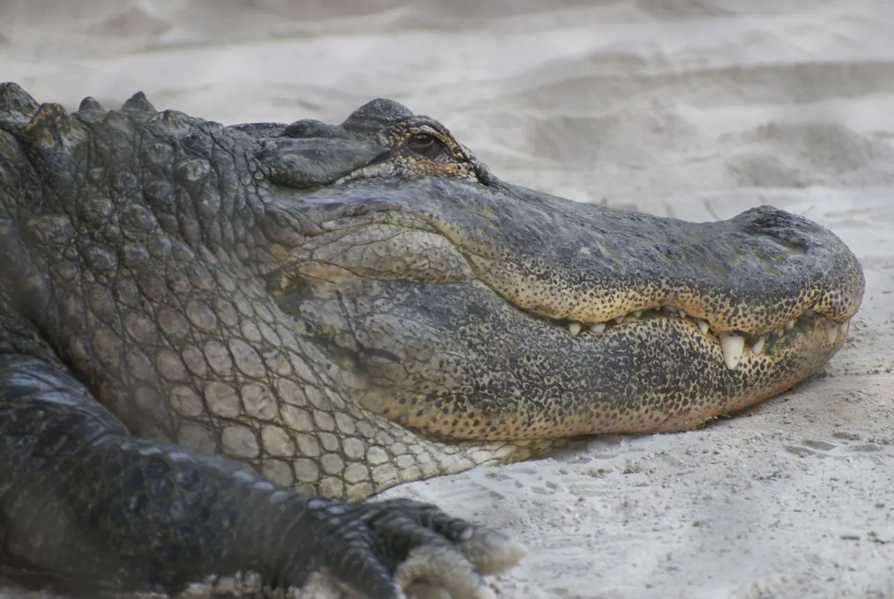 Everglades Education