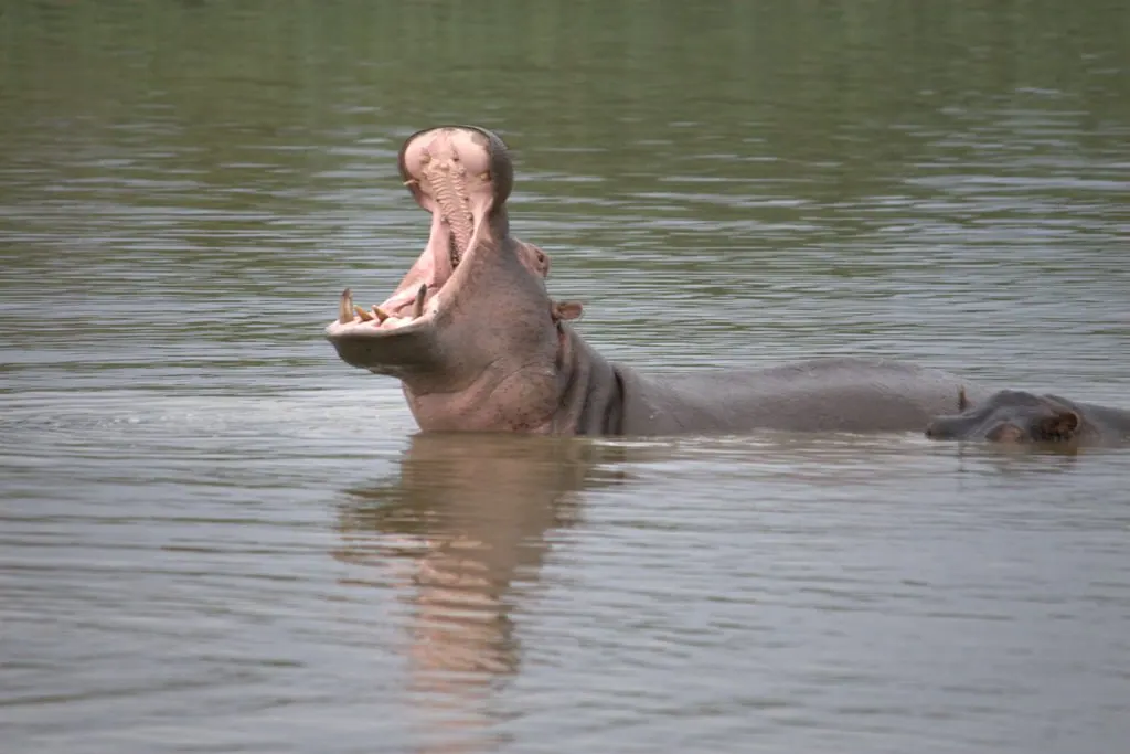 Long in the tooth: The Greater St Lucia Wetlands Park SA