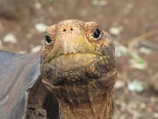 Galapagos (Day 5) - Giant Tortoises