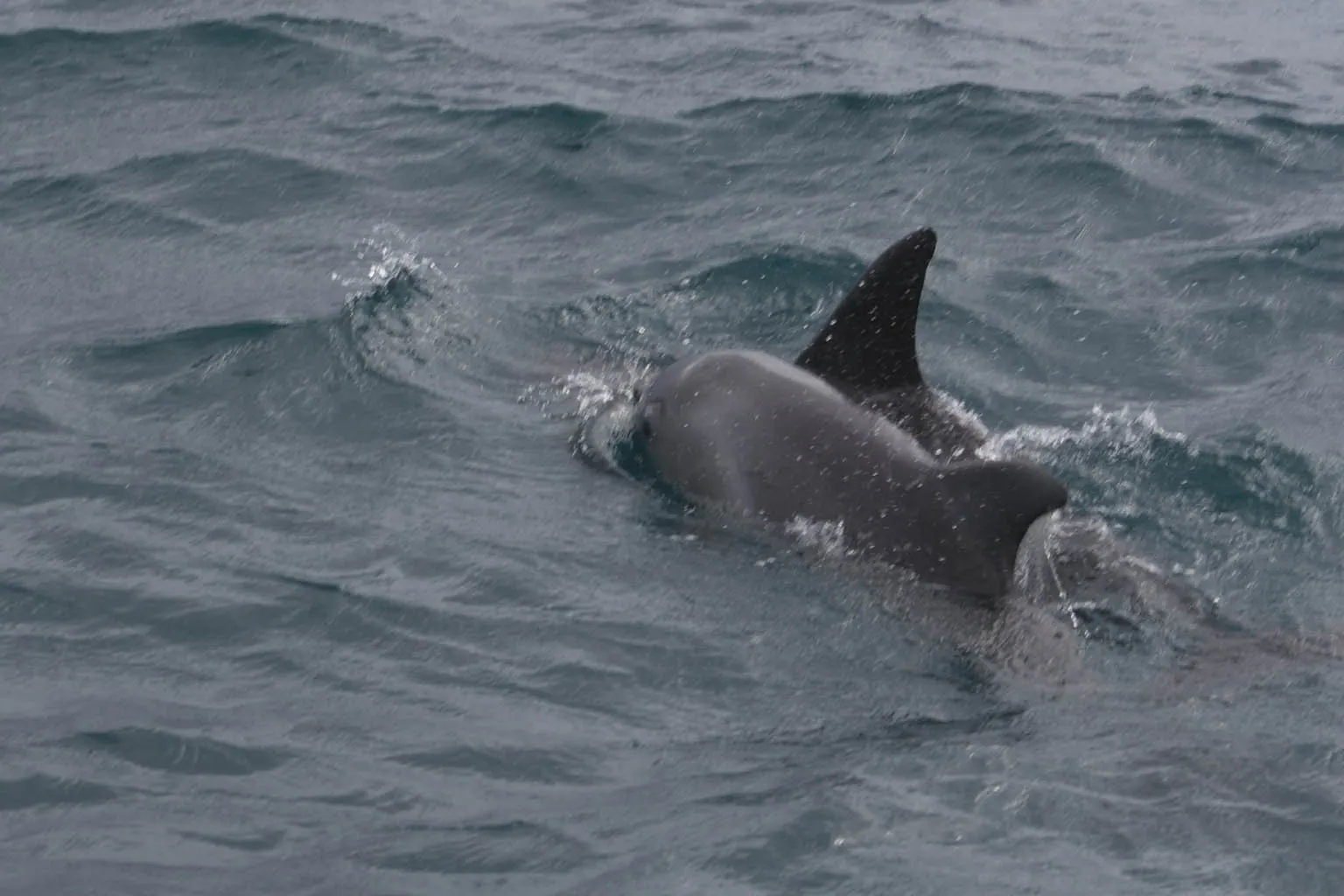Dolphins SA