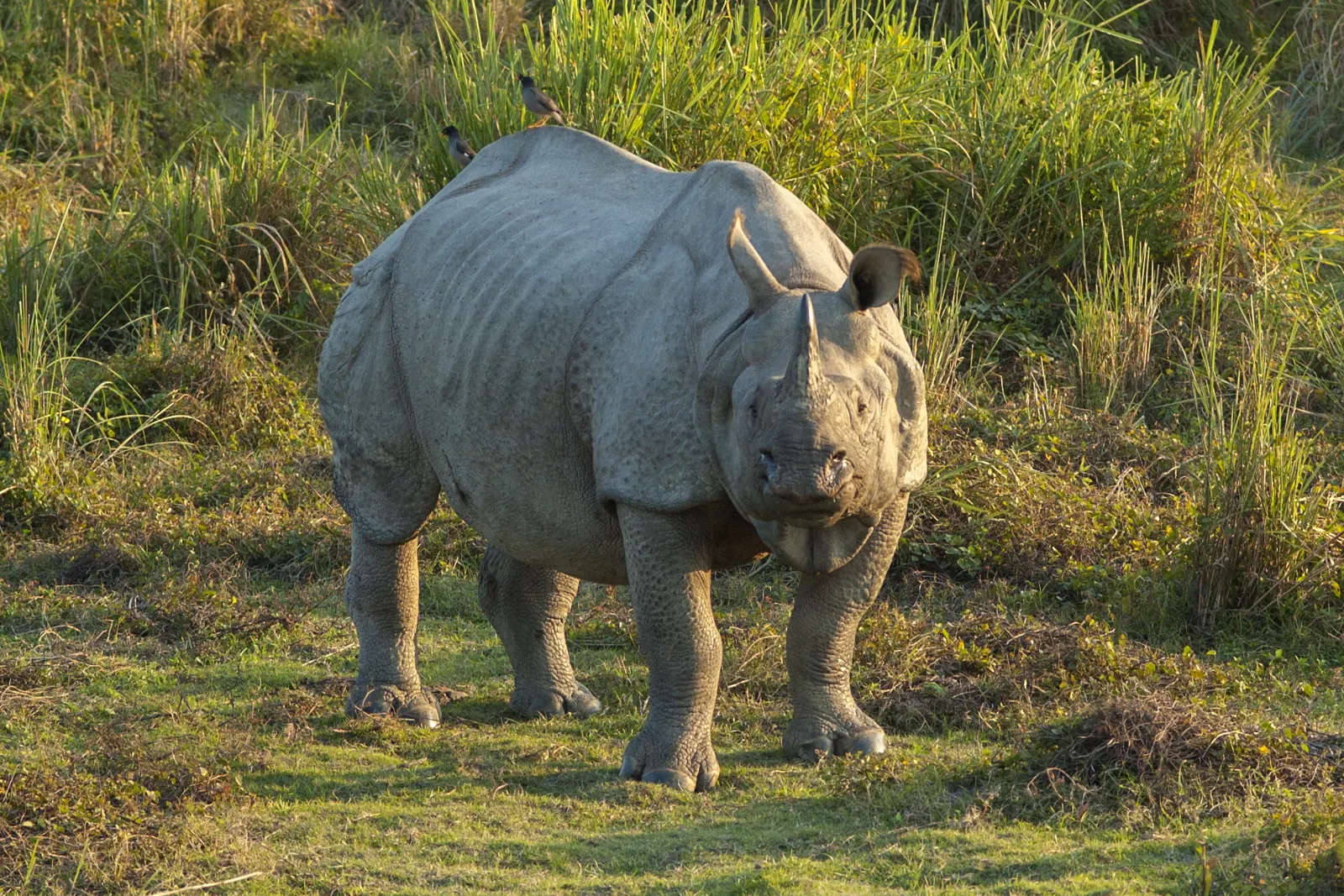 Kaziranga National Park in Assam