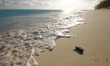 Turtles Flock To Nest On Great Barrier Reef’s Heron And Wilson Islands