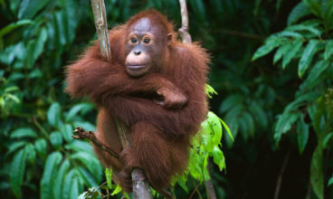 Wonders of Borneo
