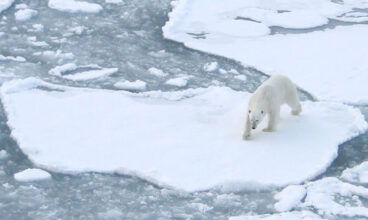 Churchill Polar Bears
