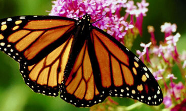 Mexico Monarch Butterfly Trail