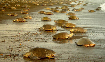 Volunteer Costa Rica