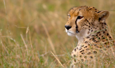 Kenya & Tanzania Camping Safari