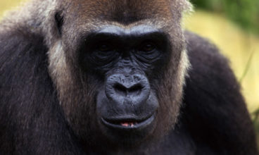Rwanda and Uganda Gorilla & Chimp Adventure