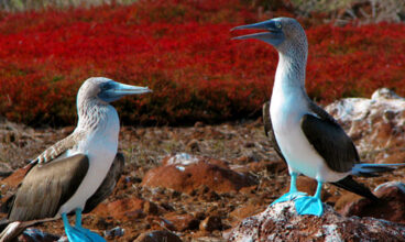Galapagos — South & East Islands aboard the Queen