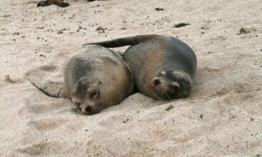 GALAPAGOS ISLANDS: FALLING IN LOVE TWICE