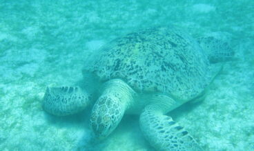 Inspired Perhentian Kayak Sea Turtle Challenge
