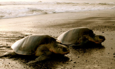 Turtles and Tortuguero