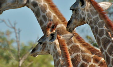 Kruger & Swazi Overland
