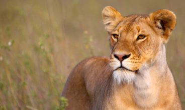 Cape Town to Nairobi