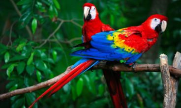 G Lodge Amazon & Camping – 4 Days