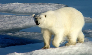 Realm of the Polar Bear in Depth