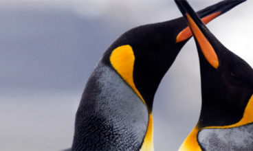 Spirit of Shackleton