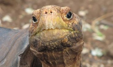 Galapagos (Day 5) – Giant Tortoises