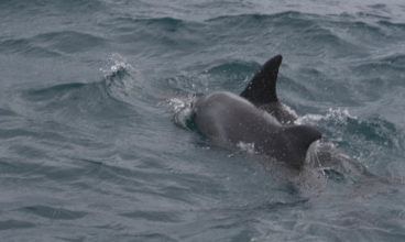 Dolphins SA