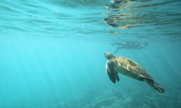 Galapagos — West Islands aboard the San Jose