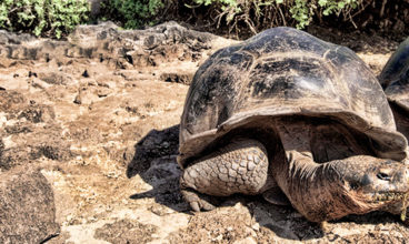 Galapagos — North & South Islands aboard the Daphne
