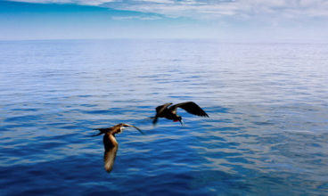 Galapagos — North & South Islands aboard the San Jose