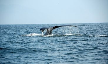 Ecotourism in Mexico