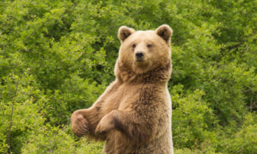 Brown Bear tracking in Northern Greece